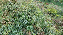 Passiflora pinnatistipula