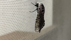 Zeuzera multistrigata