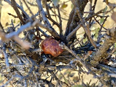 Andricus quercuscalifornicus