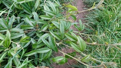 Passiflora pinnatistipula