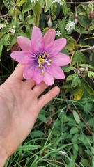 Passiflora pinnatistipula
