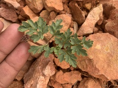 Cymopterus rosei