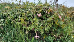 Passiflora pinnatistipula