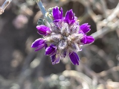 Psorothamnus polydenius