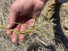 Asclepias fascicularis