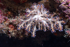 Chironephthya