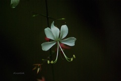 Clerodendrum laevifolium
