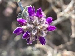 Psorothamnus polydenius
