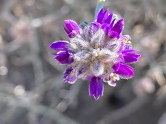 Psorothamnus polydenius