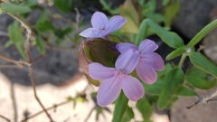Yeatesia platystegia