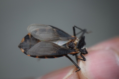 Triatoma gerstaeckeri