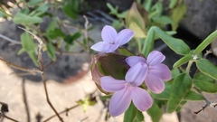 Yeatesia platystegia