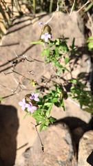 Yeatesia platystegia