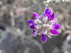 Psorothamnus polydenius