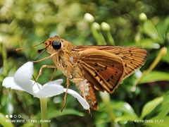 Cephrenes trichopepla