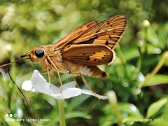 Cephrenes trichopepla