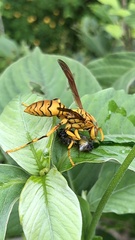 Polistes olivaceus