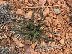Oenothera howardii