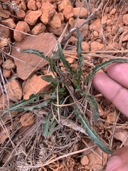 Oenothera howardii
