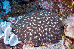 Lobophyllia