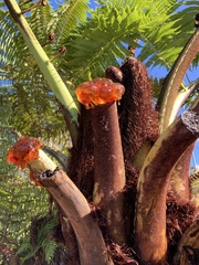 Cyathea medullaris