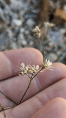 Acanthoscyphus parishii