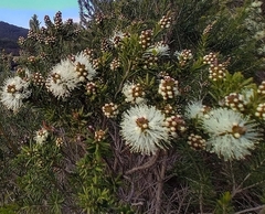 Melaleuca ericifolia