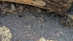 Acanthoscyphus parishii