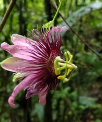 Passiflora choconiana