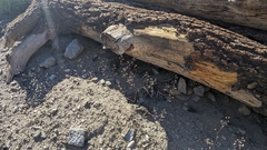 Acanthoscyphus parishii