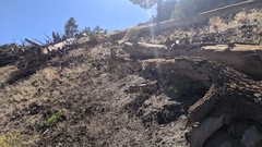 Acanthoscyphus parishii