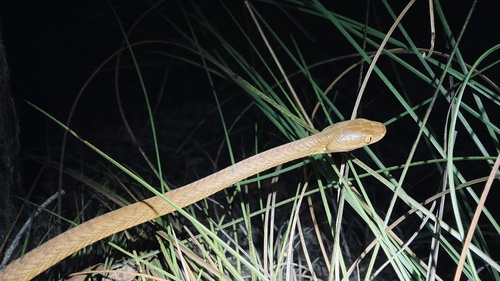 Brown Tree Snake sighting