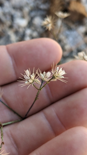 Image of Acanthoscyphus parishii by (c) velodrome, some rights reserved (CC BY)
