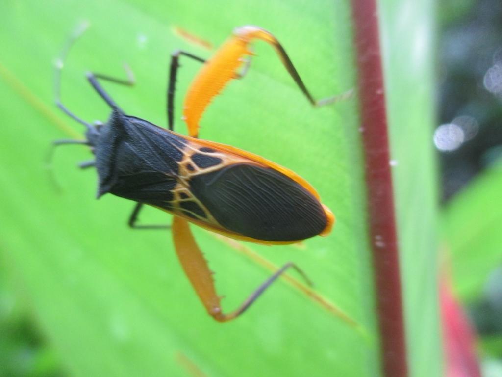 Leptoscelis varipes