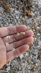 Acanthoscyphus parishii