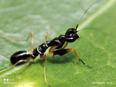 Odontomantis planiceps