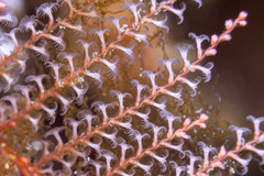 Hydrozoa