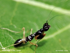 Odontomantis planiceps