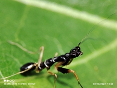 Odontomantis planiceps