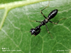 Odontomantis planiceps