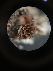 Metatrichia vesparium