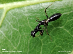 Odontomantis planiceps