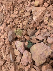Cymopterus minimus