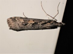 Nomophila corticalis