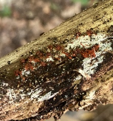 Metatrichia vesparium