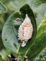 Odontomantis planiceps