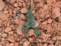 Cymopterus minimus
