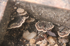 Punctularia strigosozonata