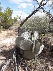 Opuntia santa-rita