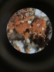 Metatrichia vesparium